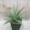 Agave nussaviorum Large