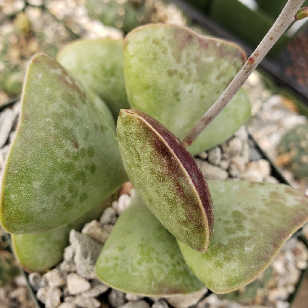 Adromischus triflorus &