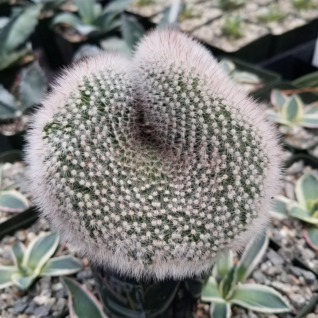 Mammillaria crest Red Cap