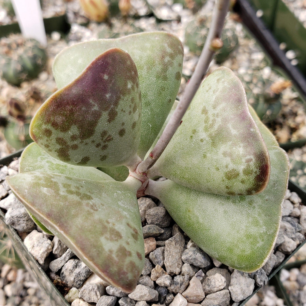 Adromischus triflorus &