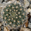 Rebutia flavistyla