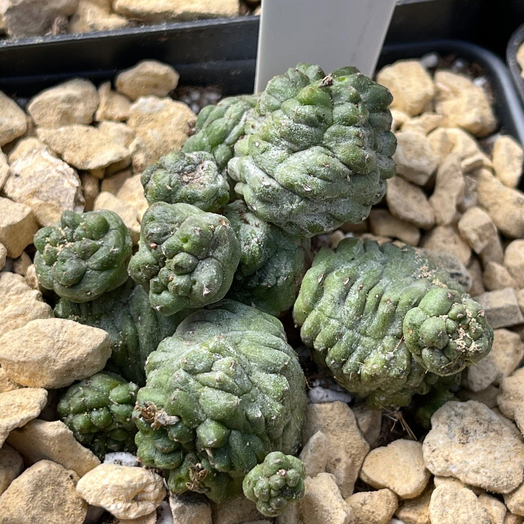 Euphorbia pseudoglobosa green