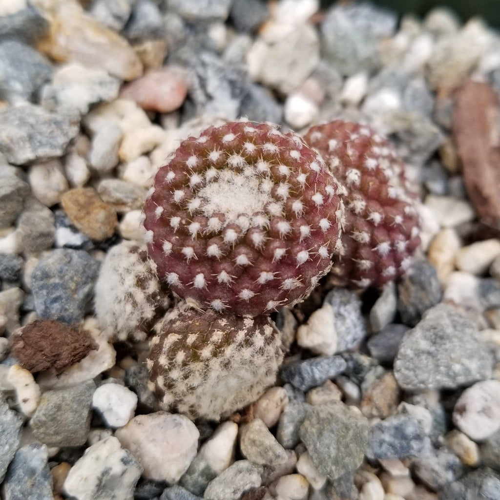 Copiapoa Laui