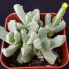 Aloinopsis setifera