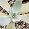 Echeveria cante