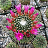 Mammillaria spinosissima Un Pico