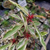 Euphorbia milii Crown of Thorns Variegated