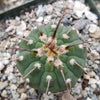 Gymnocalycium vatteri paucispinum