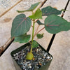 Ficus petiolaris fig rock