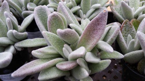 snow white panda succulent Kalanchoe eriophylla – Planet Desert