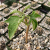 Adenia Volkensii