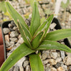 Agave victoria reginae variegata