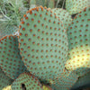 Opuntia microdasys rufida cutting