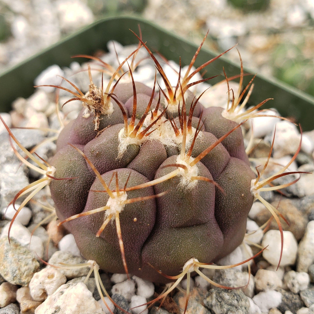 Gymnocalycium pflanzii albipulpa
