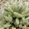 Delosperma echinatum variegata pickle plant