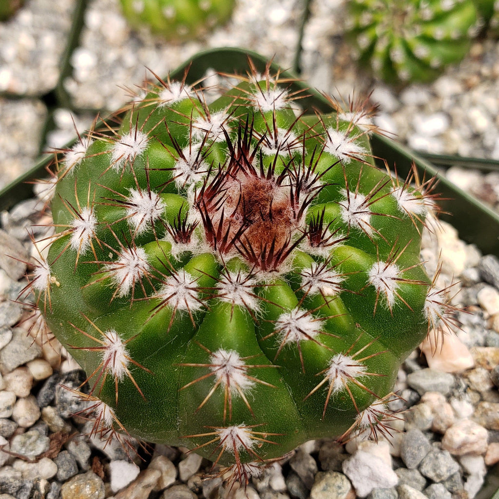 Notocactus carambeiensis