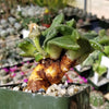 Aloinopsis rubrolineata