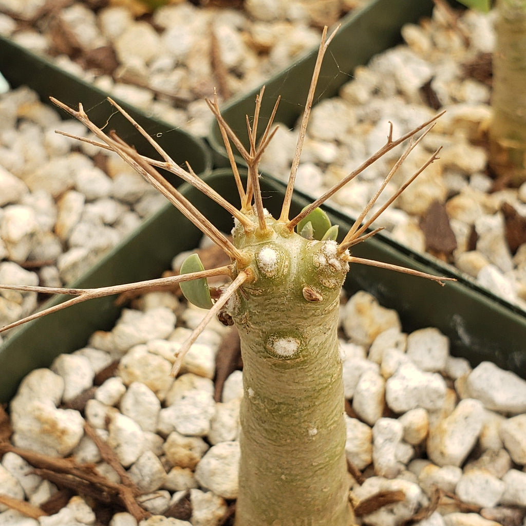 Othonna euphorbioides