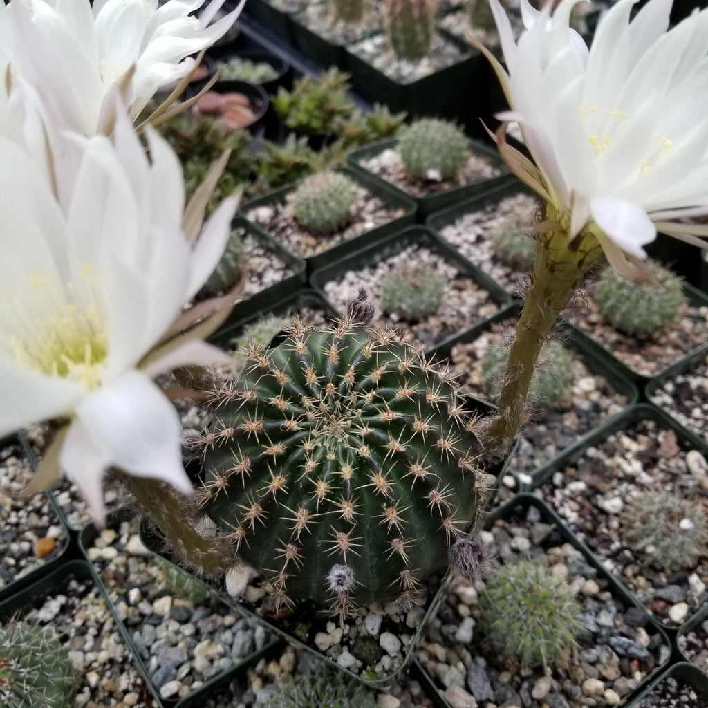 Lobivia or Echinopsis ancistrophora kratochviliana