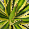 Quadricolor Century Plant ‘Agave Quadricolor’