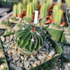 Echinofossulocactus crispatus