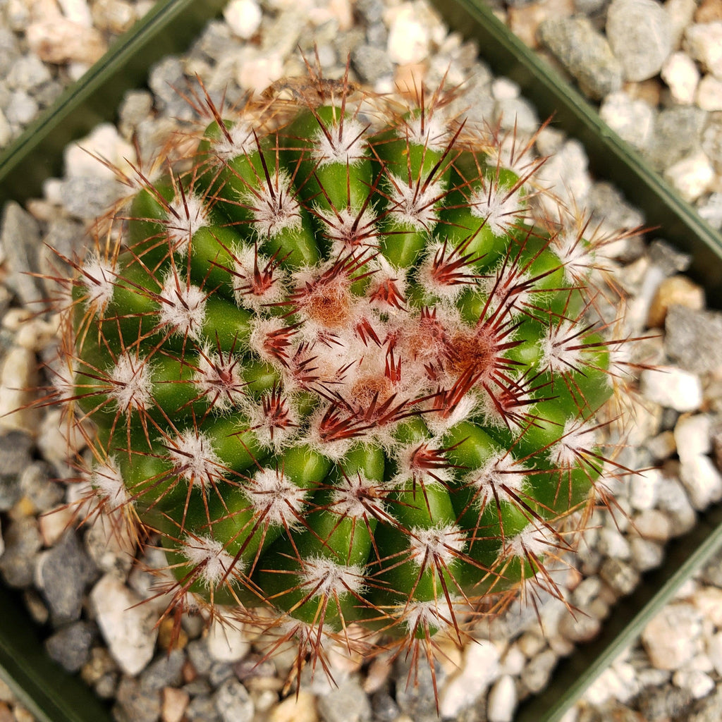 Notocactus carambeiensis