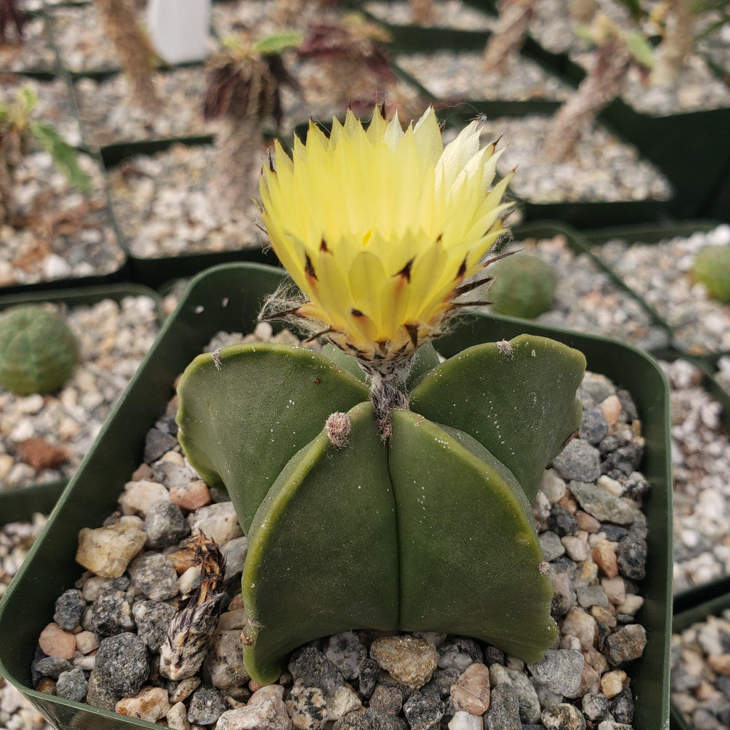 Astrophytum myriostigma var. nudum