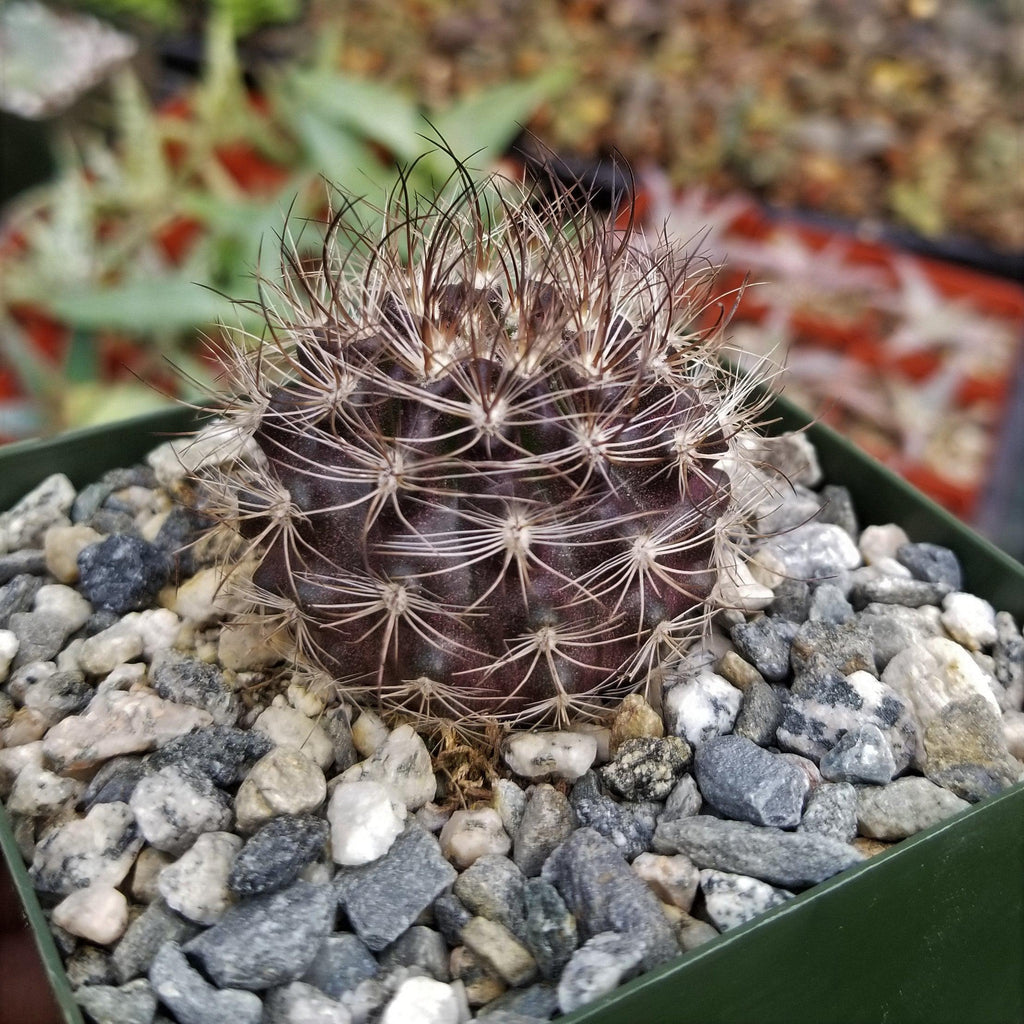 Neoporteria multicolor