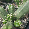 Echinocereus gentry