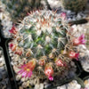 Mammillaria microhelia