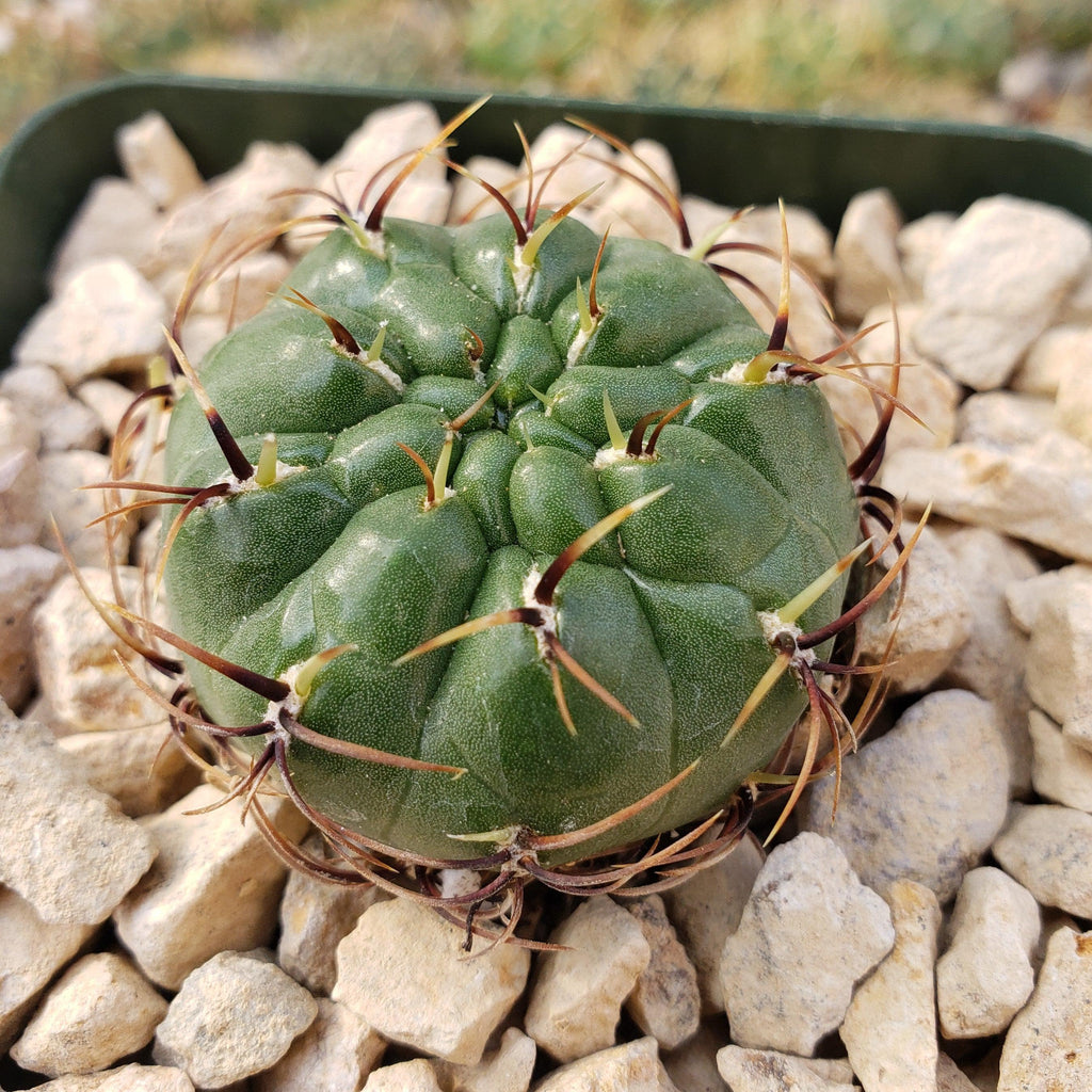 Submatucana aureiflora