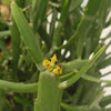 Euphorbia xylophylloides 5 cuttings