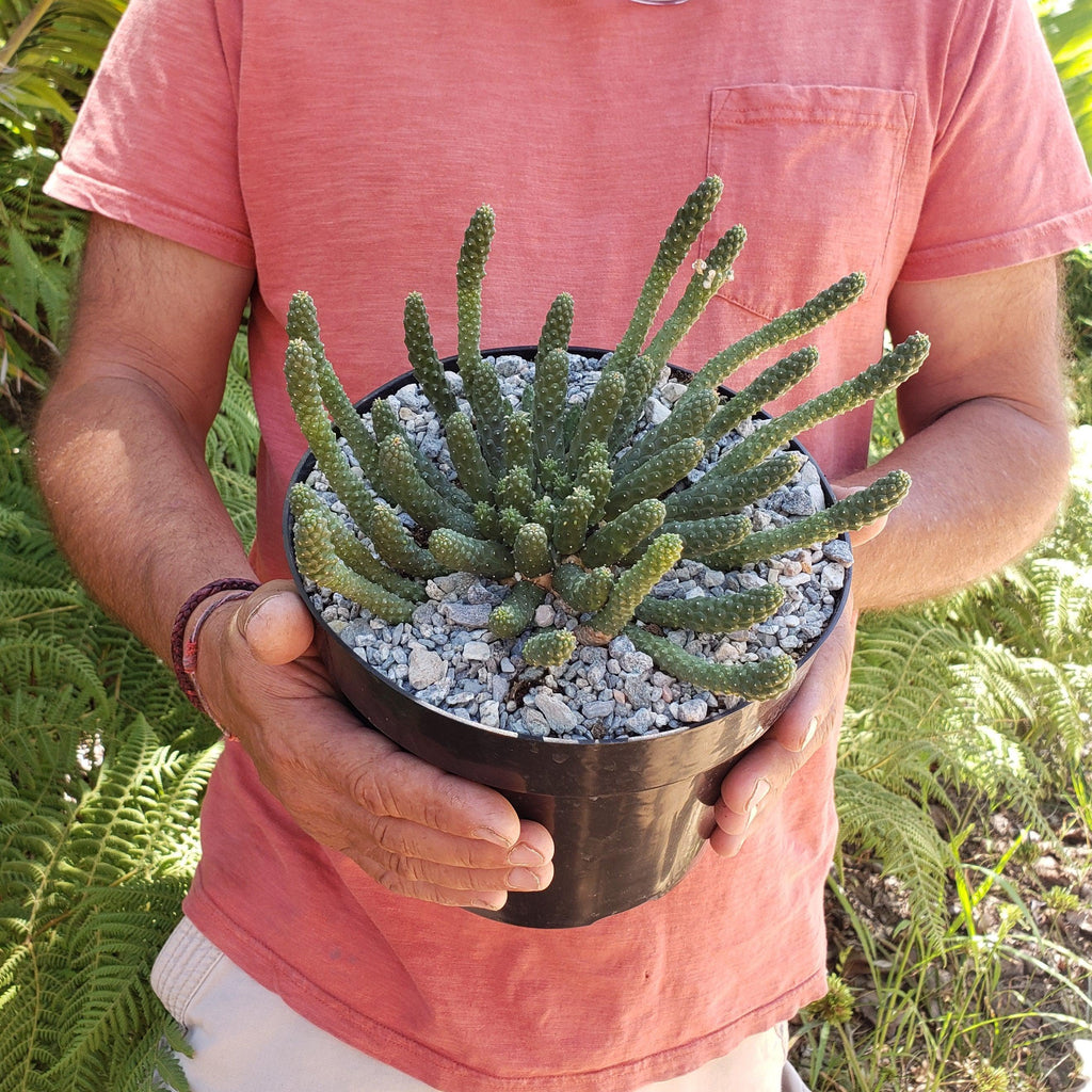 Euphorbia esculenta Large Specimen