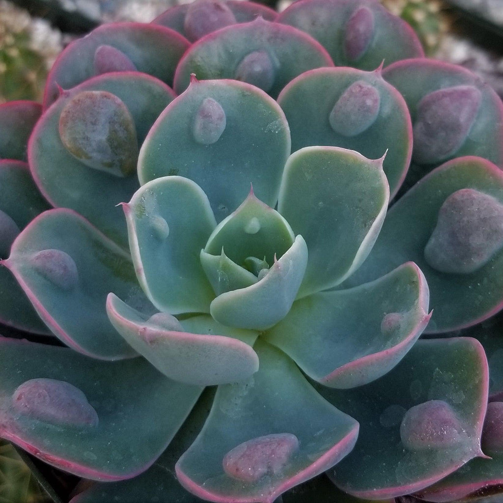 Echeveria Rain Drops