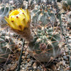 Acanthocalycium glaucum