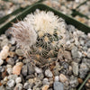 Echinocereus Fitchii