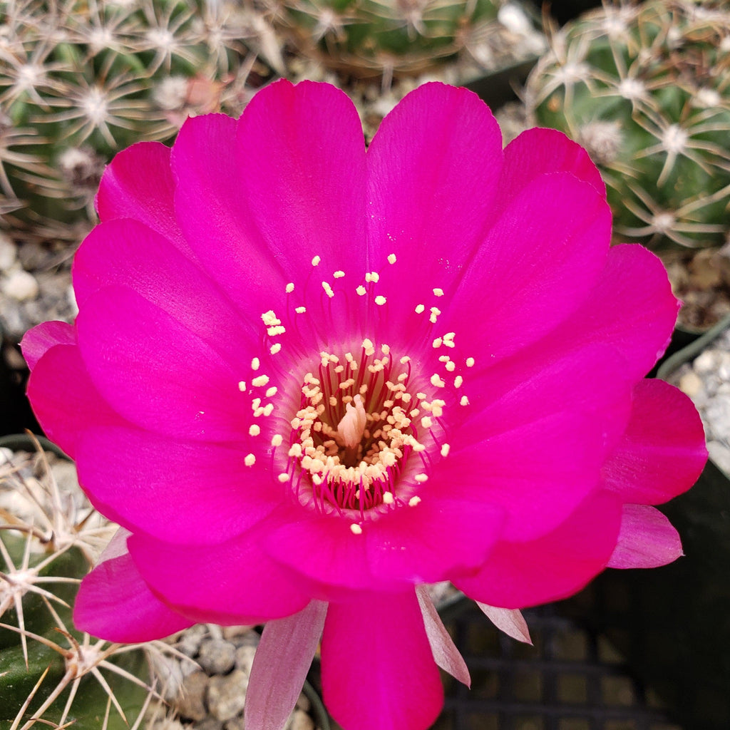 Sulcorebutia mentosa