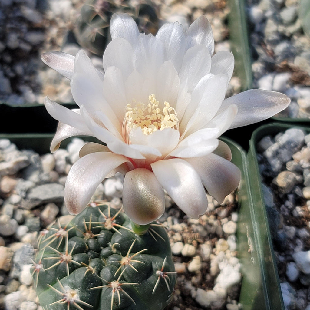Gymnocalycium amerhauseri