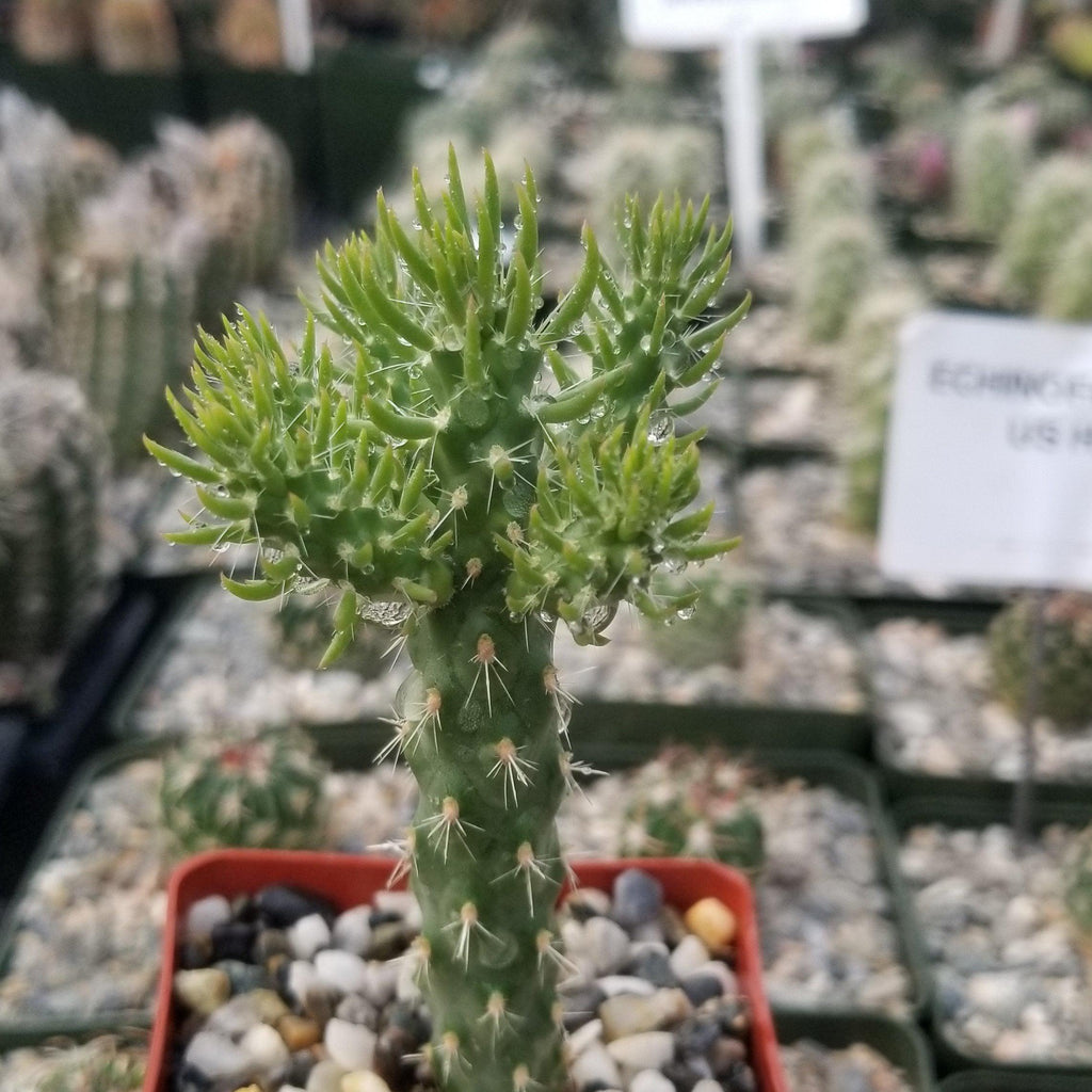Cholla Cactus - Cylindropuntia imbricata