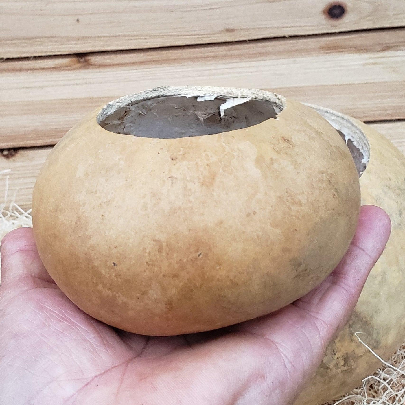4 inch Organic Gourd Planter
