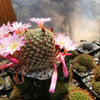 Rebutia Narvaecensis