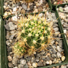 Lobivia Echinopsis hertrichiana