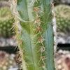 Pilosocereus cephalocereus palmeri