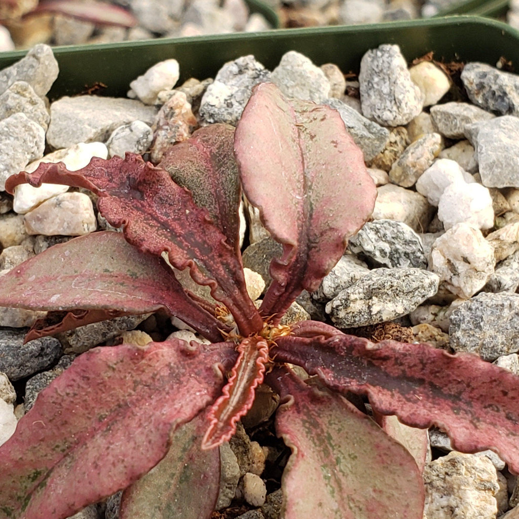 Euphorbia francoisii