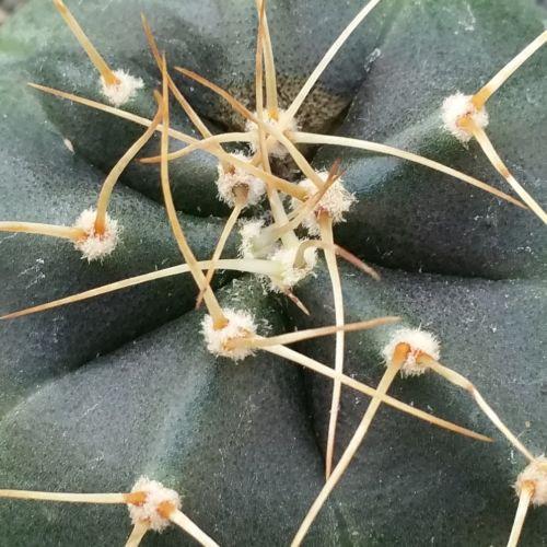 Echinocereus knippelanius orcutt