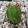 Euphorbia anoplia tanzania zipper plant