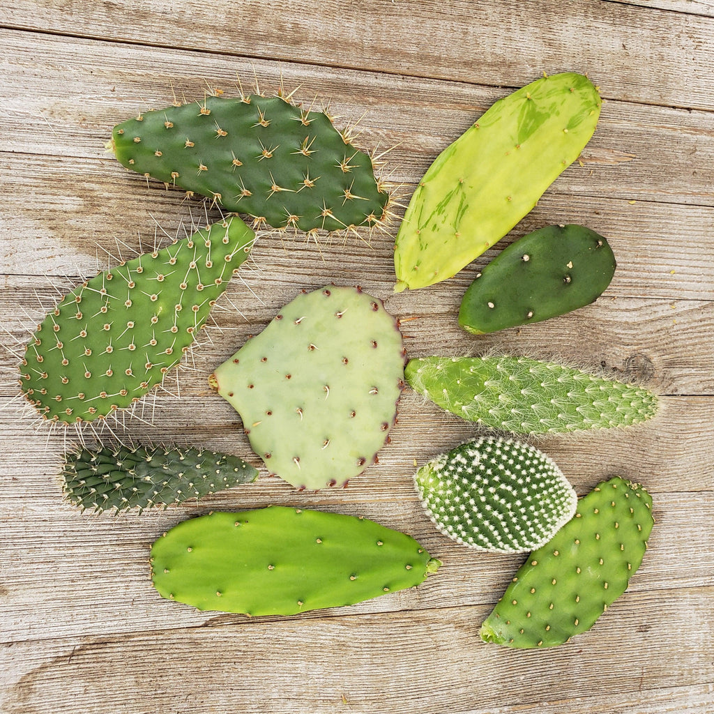 Opuntia pad 6 assorted cuttings