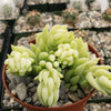 Donkey Tail Plant &