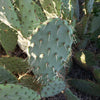 Opuntia engelmannii Pad cutting