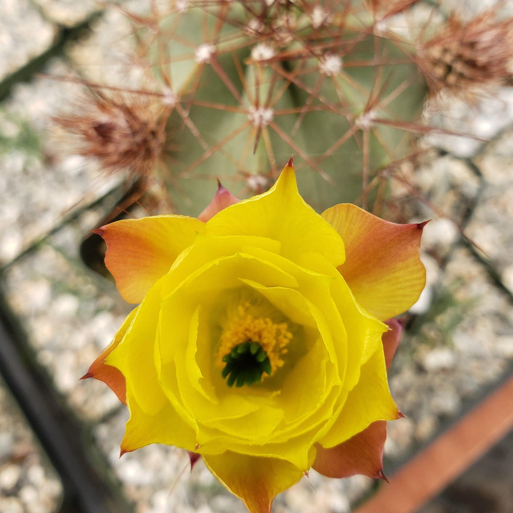 Echinocereus subinermis v. luteus